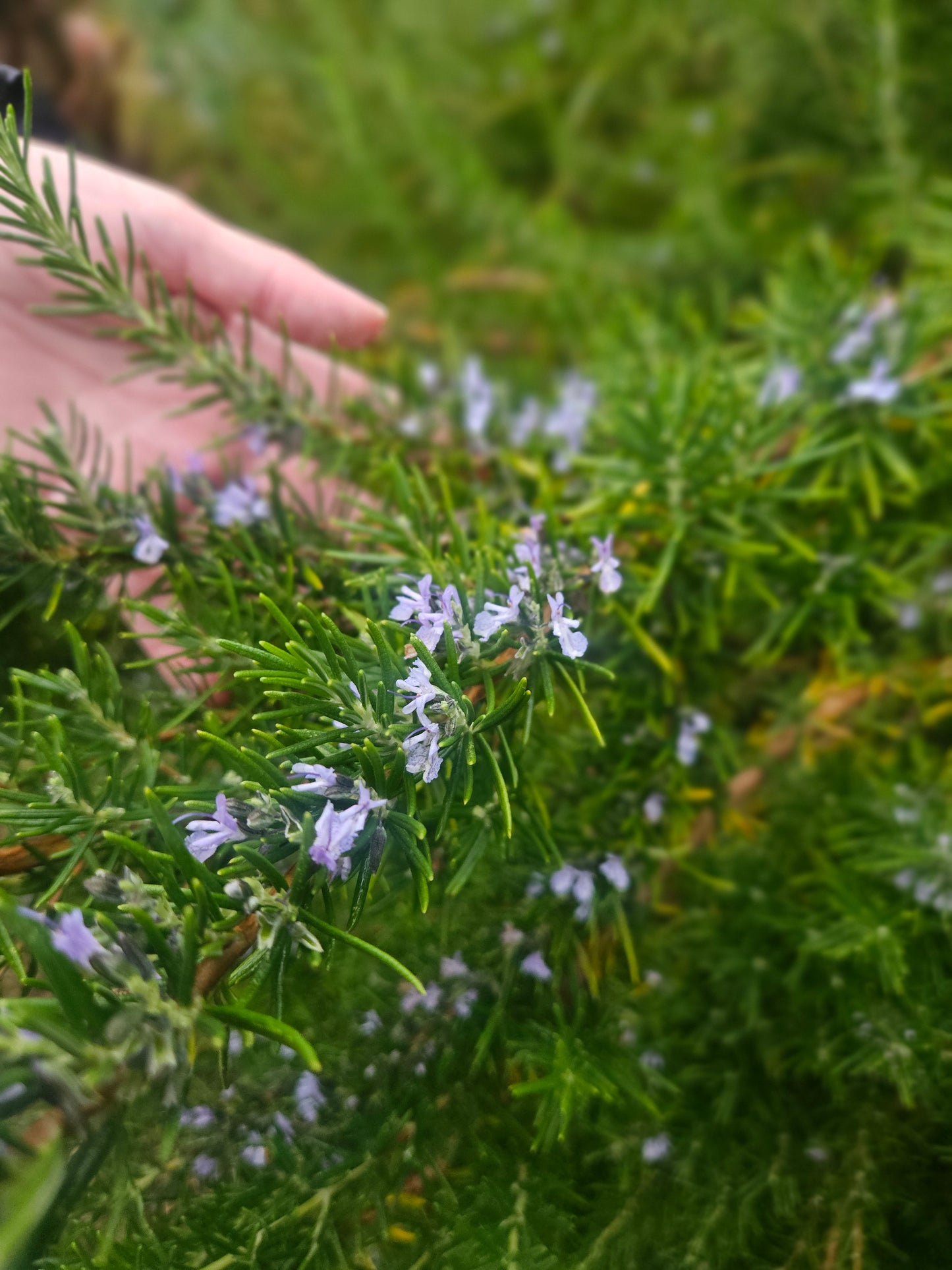 Rosemary Soap