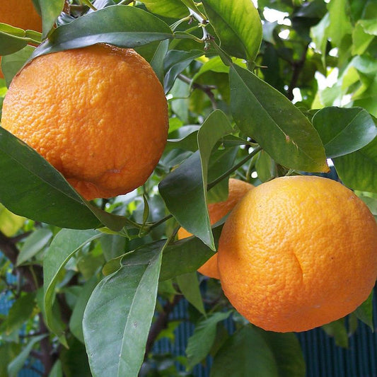 Neroli Essential Oil Soap