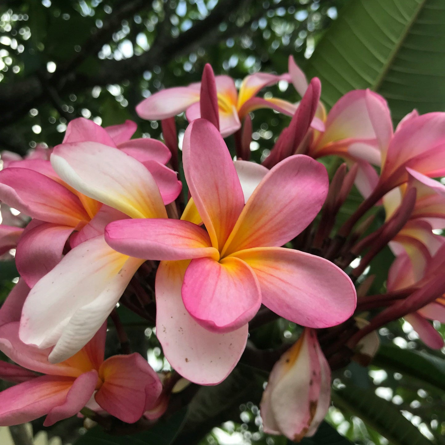 Extra Gentle Frangipani Soap