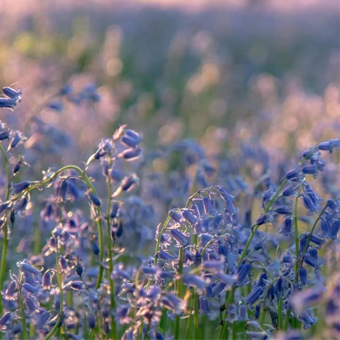 Close-up of English bluebell flowers in a field with a blurred background